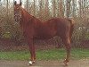 stallion Hardi (Belgian Warmblood, 1984, from Lugano van La Roche)