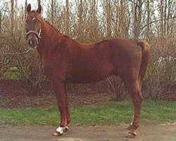 Deckhengst Hardi (Belgisches Warmblut, 1984, von Lugano van La Roche)