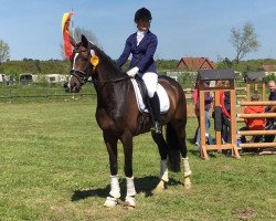 dressage horse Frauenheld (Westphalian, 2011, from Fürstenball)