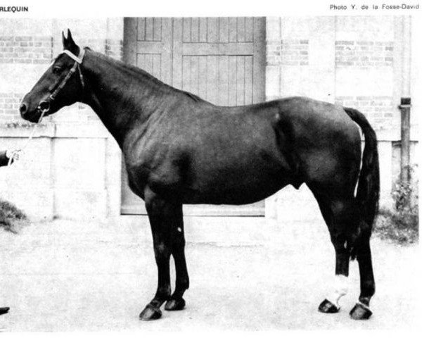 stallion Arlequin (Selle Français, 1966, from Prince Du Cy)