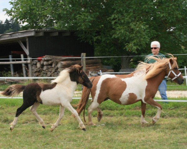 stallion Isarons Kalimero (Shetland Pony, 2016, from Kronprinz van den Niederlanden)