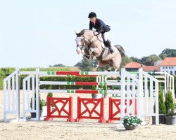 jumper Hulapalu 2 (Danish Warmblood, 2011, from Heartbeat)