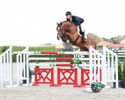 jumper Ernie (KWPN (Royal Dutch Sporthorse), 2011, from Spartacus TN)