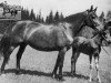 broodmare Notre Dame (Swedish Warmblood, 1949, from Grafit)