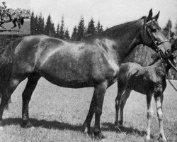 Zuchtstute Notre Dame (Schwedisches Warmblut, 1949, von Grafit)