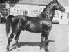stallion Tribun (Hanoverian, 1918, from Alcantara I)