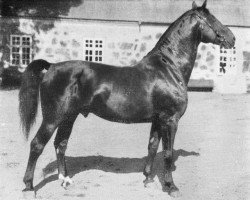 stallion Tribun (Hanoverian, 1918, from Alcantara I)