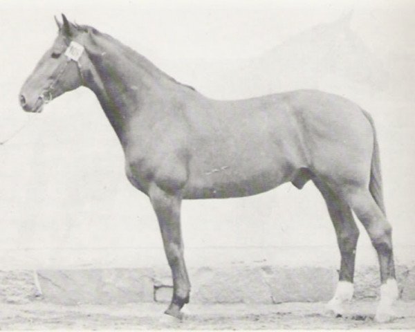 Deckhengst Cyrill (Schwedisches Warmblut, 1971, von Cyrano)