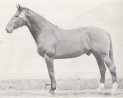 stallion Cyrill (Swedish Warmblood, 1971, from Cyrano)