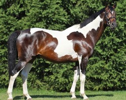 stallion Grande Couleur (Trakehner, 2003, from Indian Boy)