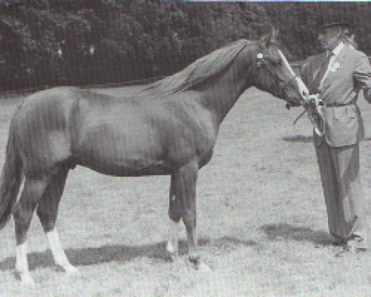 stallion Sunlight's Allegro ox (Arabian purebred, 1964, from Indian King ox)