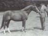 stallion Sunlight's Allegro ox (Arabian thoroughbred, 1964, from Indian King ox)