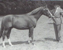 stallion Sunlight's Allegro ox (Arabian thoroughbred, 1964, from Indian King ox)