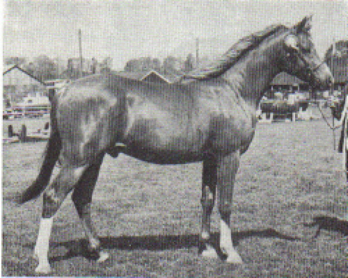stallion Attallah ox (Arabian purebred, 1971, from Sunlight's Allegro ox)