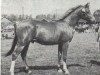 stallion Attallah ox (Arabian thoroughbred, 1971, from Sunlight's Allegro ox)