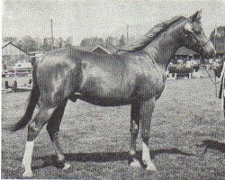 Deckhengst Attallah ox (Vollblutaraber, 1971, von Sunlight's Allegro ox)