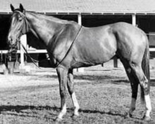 stallion Bold Lad xx (Thoroughbred, 1962, from Bold Ruler xx)