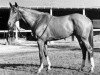 stallion Bold Lad xx (Thoroughbred, 1962, from Bold Ruler xx)