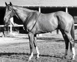 stallion Bold Lad xx (Thoroughbred, 1962, from Bold Ruler xx)