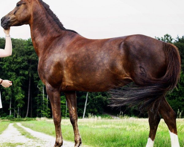 horse Gimme five (German Riding Pony, 2006, from Anno Domini)