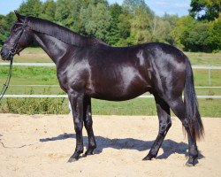 dressage horse First Romance 9 (German Sport Horse, 2014, from Fantastic)