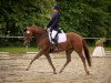 dressage horse Aisha Hm (Oldenburg, 2010, from Repertoire 4)