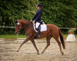 dressage horse Aisha Hm (Oldenburg, 2010, from Repertoire 4)