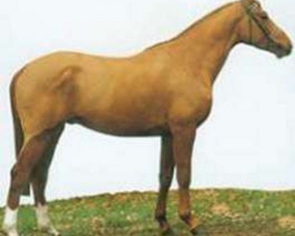 stallion Calin d'Espoir (Selle Français, 1990, from Double Espoir)