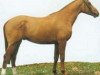 stallion Calin d'Espoir (Selle Français, 1990, from Double Espoir)