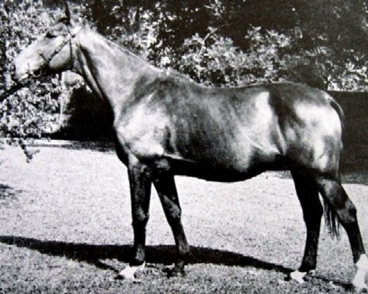 stallion Laisser Courre (Selle Français, 1955, from Ultimate xx)