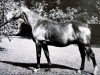 stallion Laisser Courre (Selle Français, 1955, from Ultimate xx)