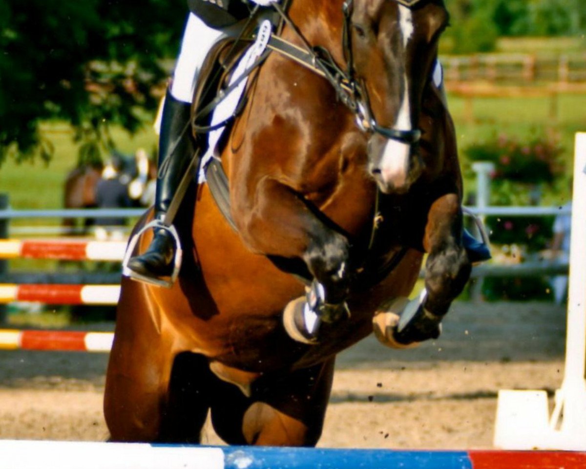 horse Raspoutine 4 (Westphalian, 1999, from Rtl)