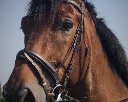 Pferd Chiccolini (Deutsches Sportpferd, 2007, von Casander)