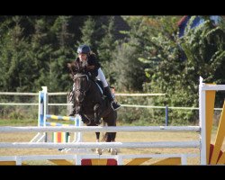 jumper M"rcy (German Riding Pony, 2008, from Mentos Junior 2)