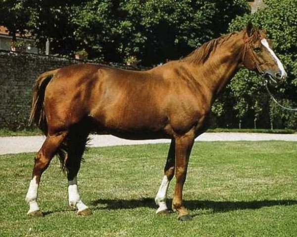 stallion Origant (Selle Français, 1980, from Uriel)