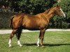 stallion Origant (Selle Français, 1980, from Uriel)