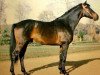 stallion Neptune d'Alary AA (Anglo-Arabs, 1979, from Pancho II AA)