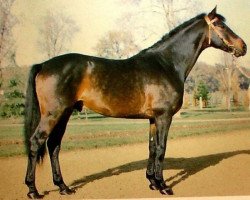 stallion Neptune d'Alary AA (Anglo-Arabs, 1979, from Pancho II AA)