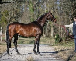 Deckhengst Ultra de Rouhet AA (Anglo-Araber, 1986, von Neptune d'Alary AA)