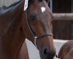 broodmare Ixelle Ixe (Selle Français, 1996, from Nidor Platière)