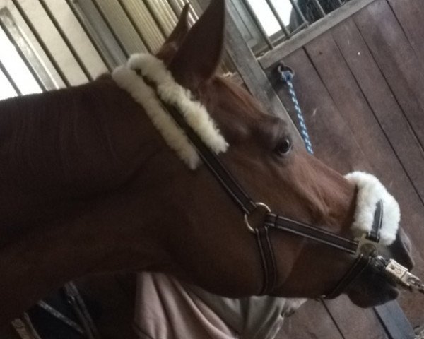 dressage horse Witalia G (Hanoverian, 2010, from Weltmeyer)