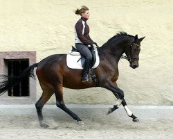 dressage horse Winnetou (Hanoverian, 1997, from Windsor 575)