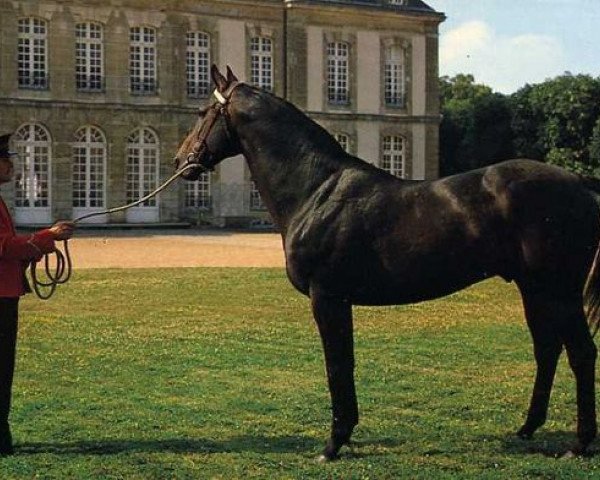 stallion Air du Nord xx (Thoroughbred, 1973, from Sadair xx)
