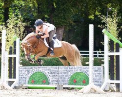 dressage horse Pumba (Pony without race description, 2003)