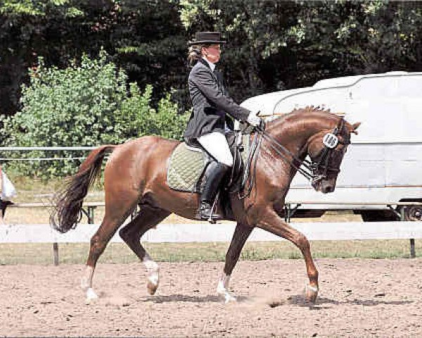 stallion Krazy King (German Riding Pony, 2001, from King Bjuti)
