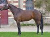 broodmare Tzarine du Pestel (Selle Français, 2007, from Diamant de Semilly)