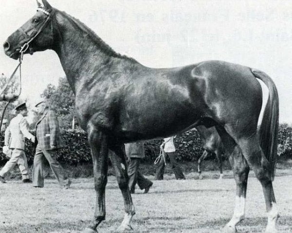 stallion Hippomene (Selle Français, 1973, from Largny xx)