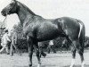 stallion Hippomene (Selle Français, 1973, from Largny xx)