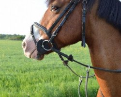 Pferd Karduh (Deutsches Reitpony, 2008, von Giron)