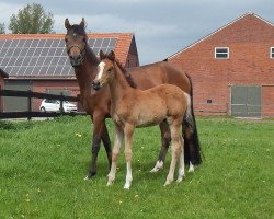 broodmare C'est la vie N (German Riding Pony, 2011, from Top Carlos Cassini)